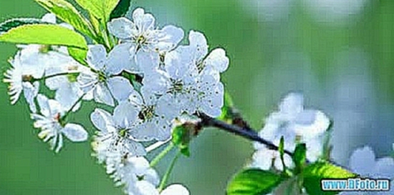 Весна фото картинки, весенние пейзажи обои цветы природа spring 