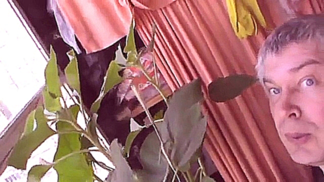 Цветёт моя тыква в горшке на балконе видео про цветы тыквы 