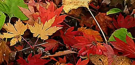 Видеоклип Andy Williams - Autumn Leaves (лирическое исполнение)