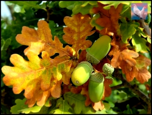 Осенние Поделки из Овощей 