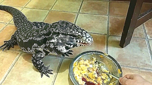 Видеоклип необычный домашний питомец-аргентинский черно-белый ящер