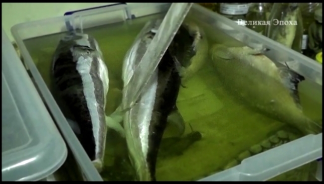 Видеоклип В Севастопольской бухте выловили ядовитую рыбу фугу (новости)