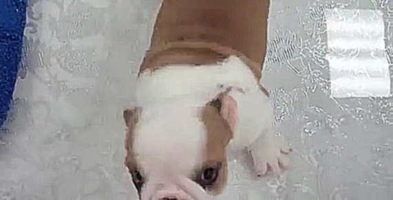 Видеоклип English Bulldog For Sale Boca Raton | Poochie Couture Puppy Store