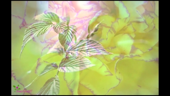 Видеоклип BALENCIAGA_Florabotanica Eau De Parfum Spray  (RU)