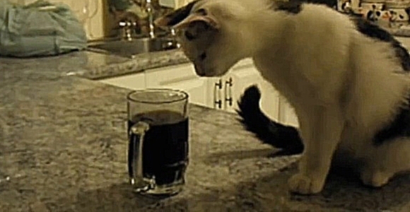 Кот и стакан Пепси 