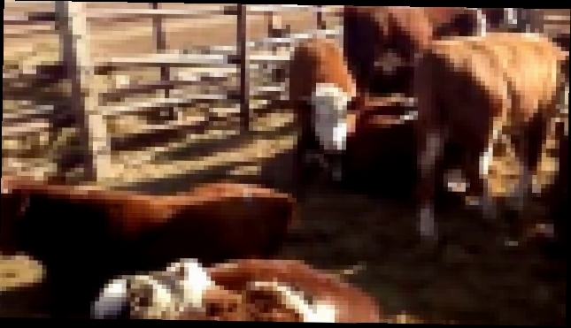 Ферма КРС - Оптовая продажа скота живым весом 