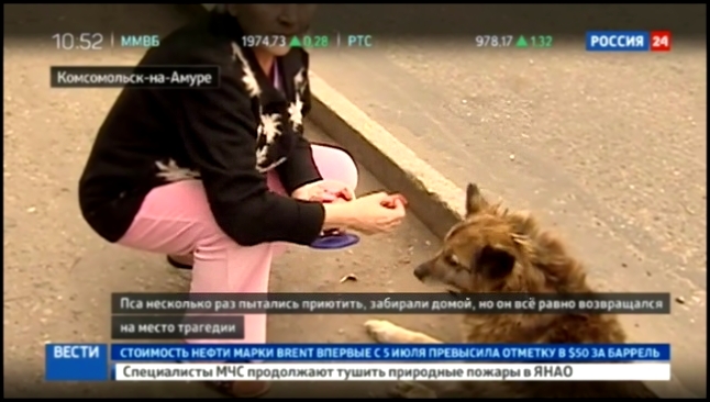 Видеоклип Собачья преданность: пес из Комсомольска-на-Амуре побил рекорд Хатико