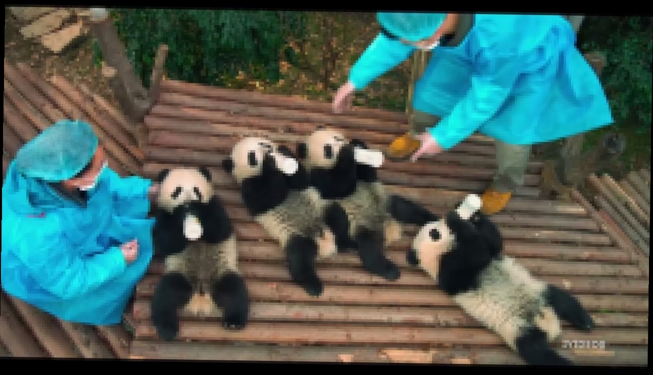 Видеоклип Панды/ Pandas (2018) Русский трейлер