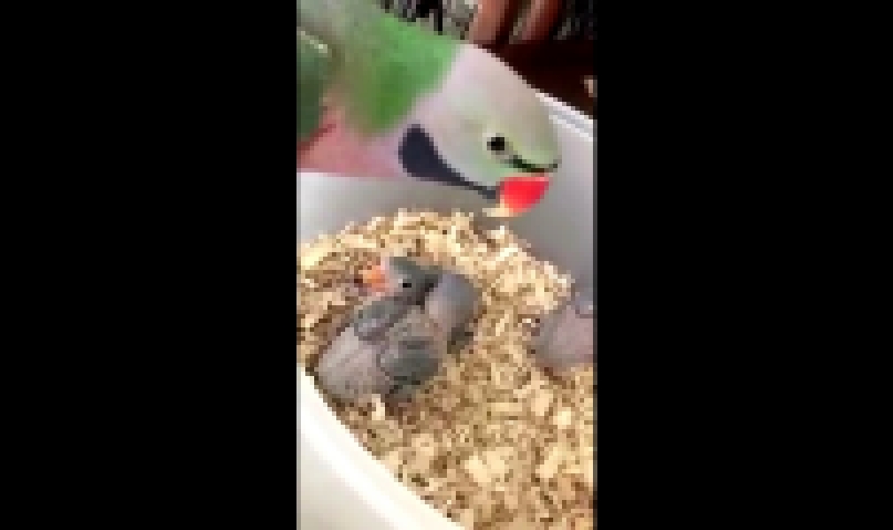 Видеоклип Попугай-папа радуется своим попугайчикам